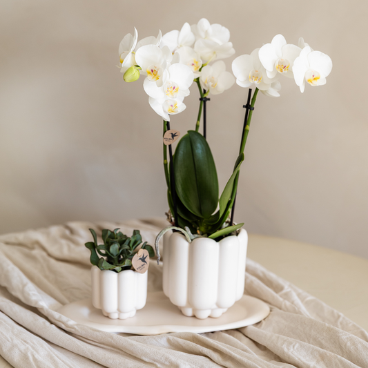 Giftset: Retro White