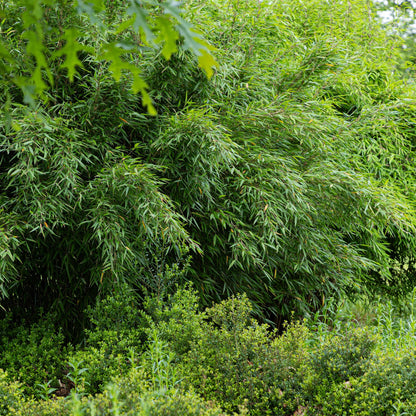 Bamboe: Fargesia Red Dragon (6 Planten)