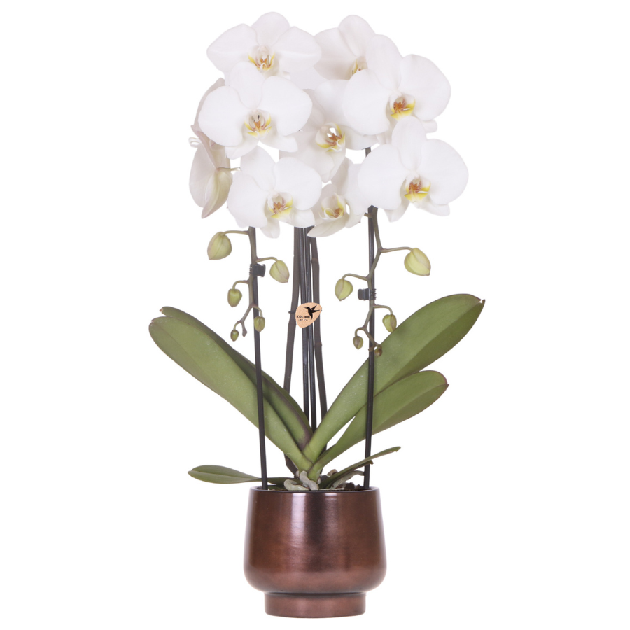 Combo: witte Niagara Falls orchidee (Scandic Copper pot)
