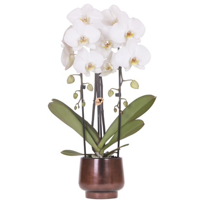 Combo: witte Niagara Falls orchidee (Scandic Copper pot)