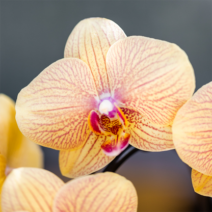 Combo: Sunny Bunny orchidee geel/roze (Retro oker sierpot)