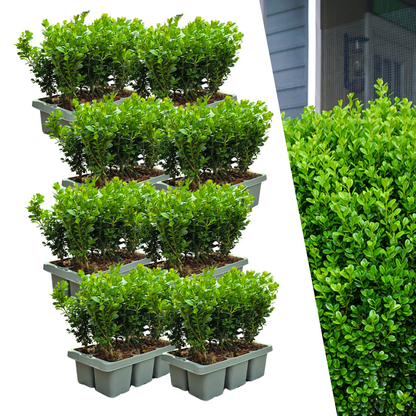 8 x 6-Pack Buxus NewGen Freedom – Winterharde Groenblijvende Struiken 48 x Ø7 cm - ↕15 cm