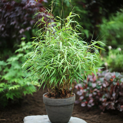 Bamboe: Fargesia Asian Wonder(18 Planten)