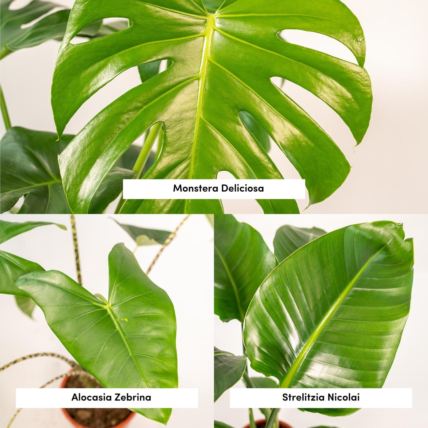 Trio-deal: Monstera + Alocasia + Strelitzia