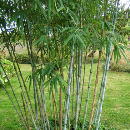 Bamboe: Fargesia Blue Dragon (12 Planten)