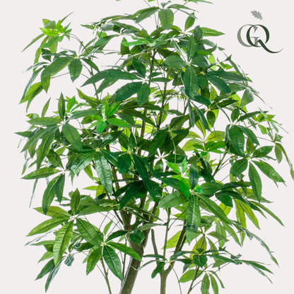 ARTIFICIAL Pachira Aquatica 180 cm