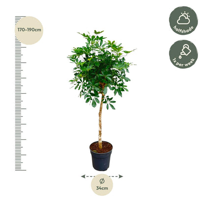 Schefflera on a stem - 170cm - ø30