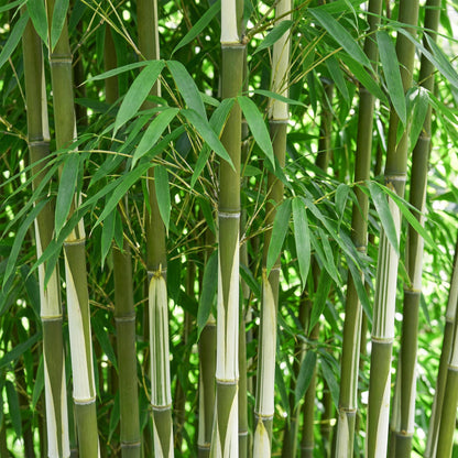 Bamboe: Fargesia robusta Pingwu (6 Planten)