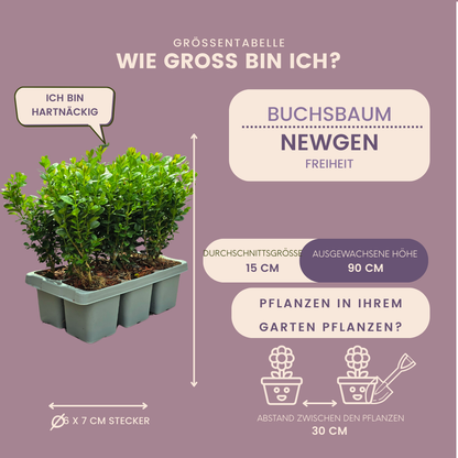 12 x 6-Pack Buxus NewGen Freedom – Winterharde Groenblijvende Struiken 72 x Ø7 cm - ↕15 cm