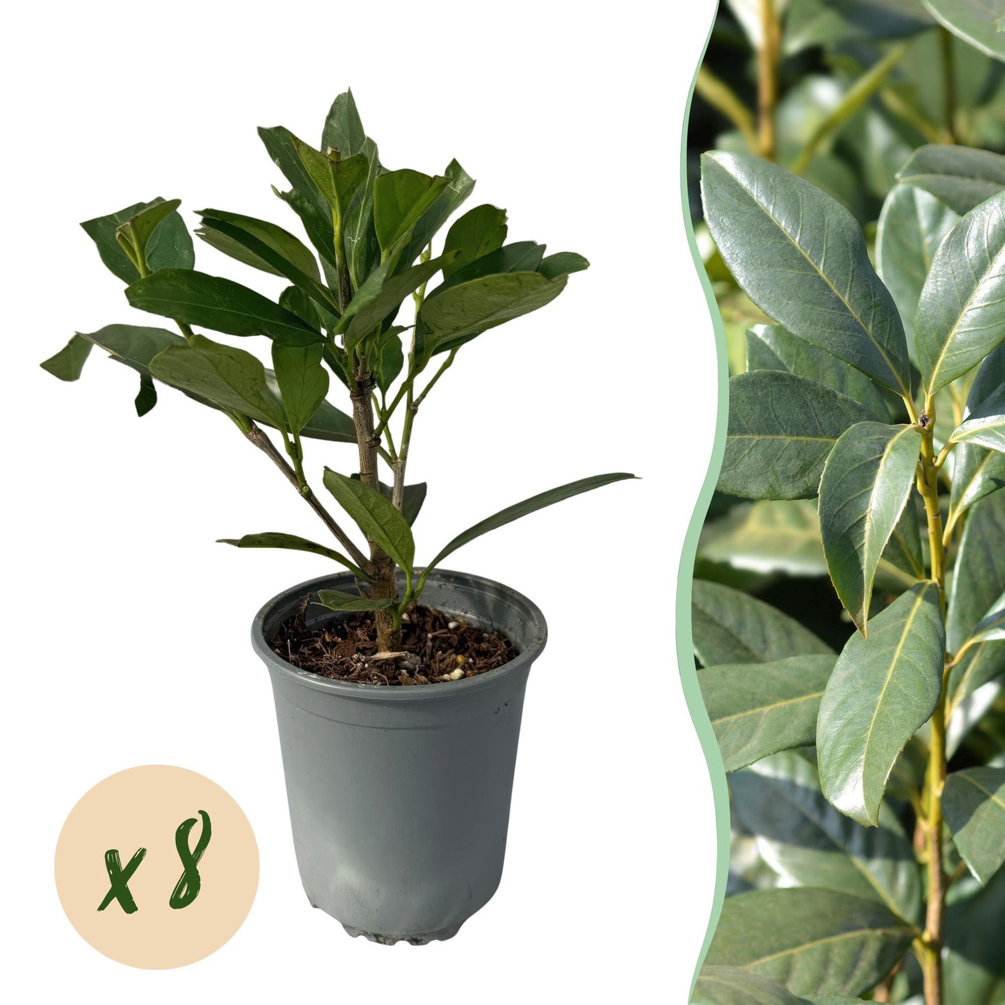 Prunus laurocerasus Caucasica- blad groen - 8 planten - 1 strekkende meter - groenblijvend - pot 9cm hoogte 30-35cm