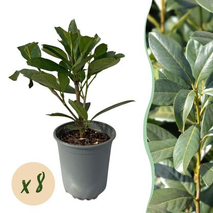 Prunus laurocerasus Caucasica- blad groen - 8 planten - 1 strekkende meter - groenblijvend - pot 9cm hoogte 30-35cm
