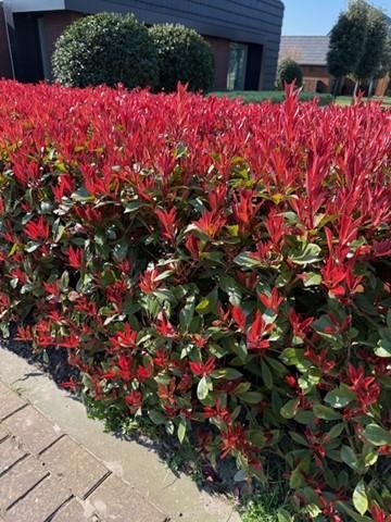 Photnia fraseri Carre Rouge - blad rood groen - 8 planten - 1 strekkende meter - groenblijvend - pot 9cm hoogte 30-35cm