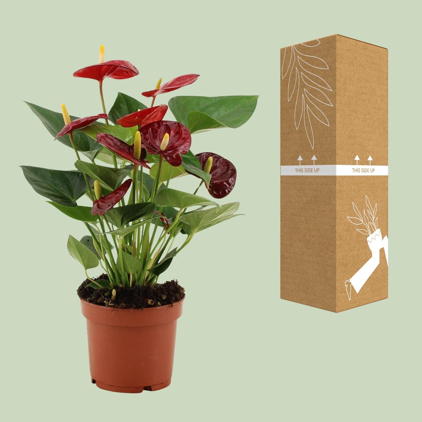 Anthurium Calon - Ø12cm - ↕36cm