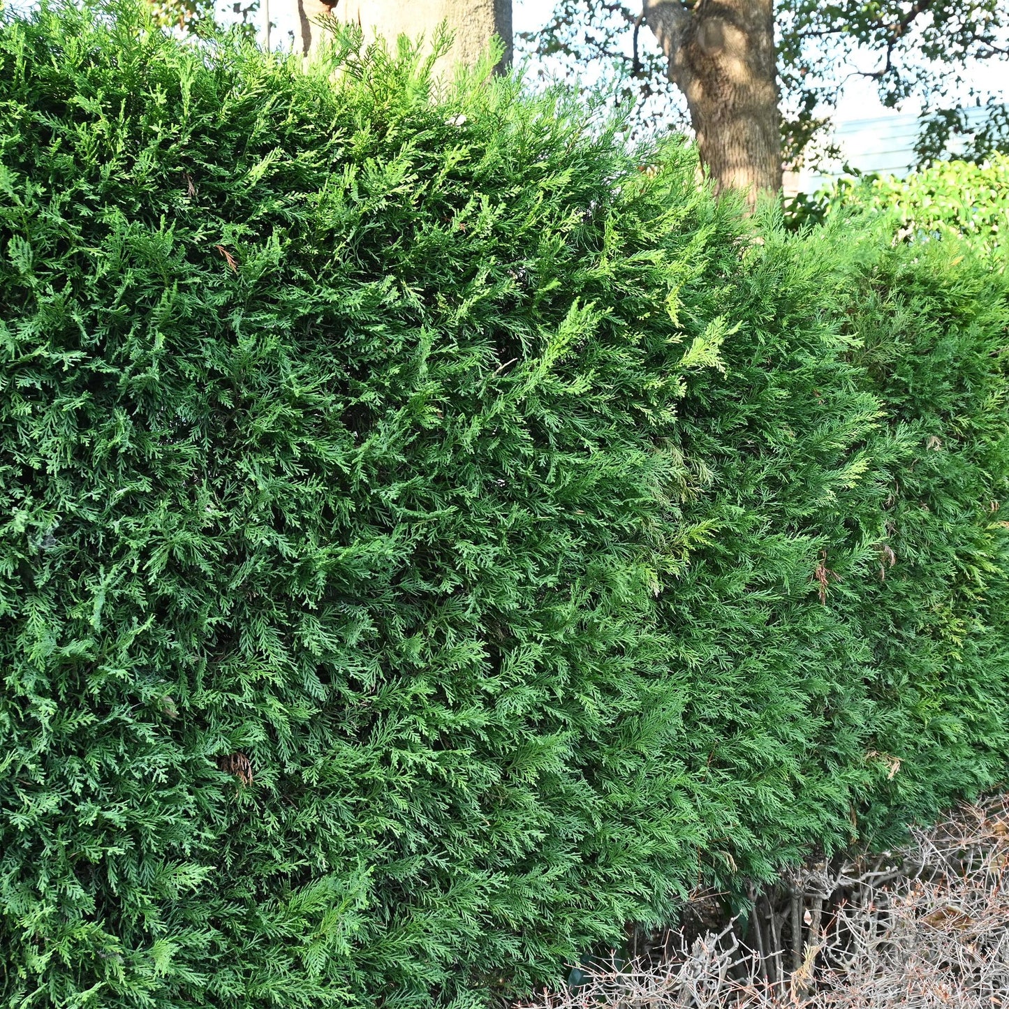 Cupressocyparis leylandii - blad groen - 8 planten - 1 strekkende meter - groenblijvend - pot 9cm hoogte 35-40cm
