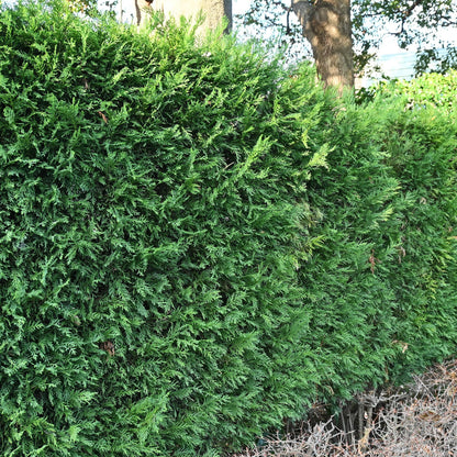 Cupressocyparis leylandii - blad groen - 8 planten - 1 strekkende meter - groenblijvend - pot 9cm hoogte 35-40cm