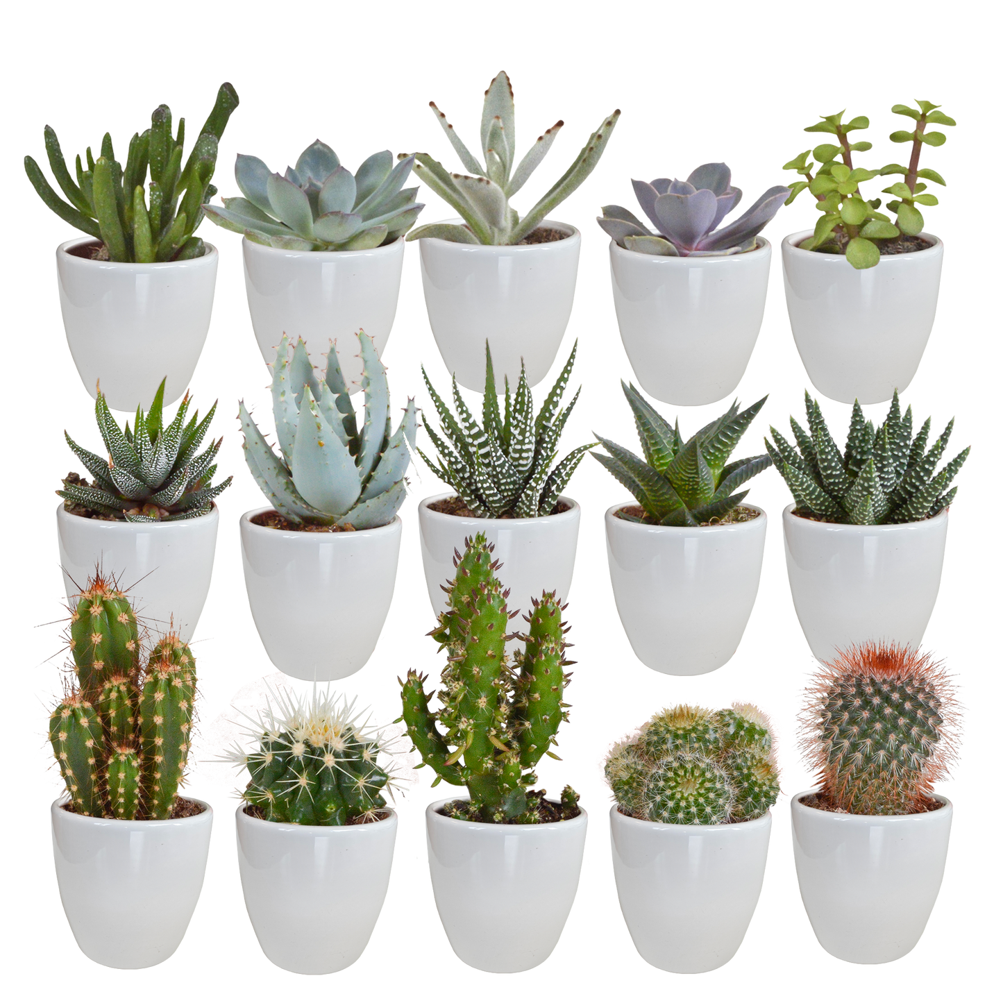 Mix: 15 stuks Cacti en vetplanten 5.5 cm - in witte pot