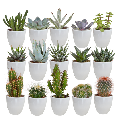 Mix: 15 stuks Cacti en vetplanten 5.5 cm - in witte pot