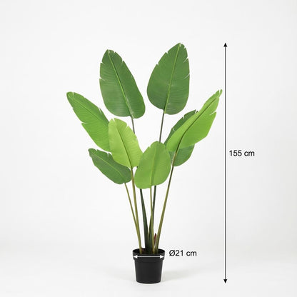 Strelitzia Nicolai