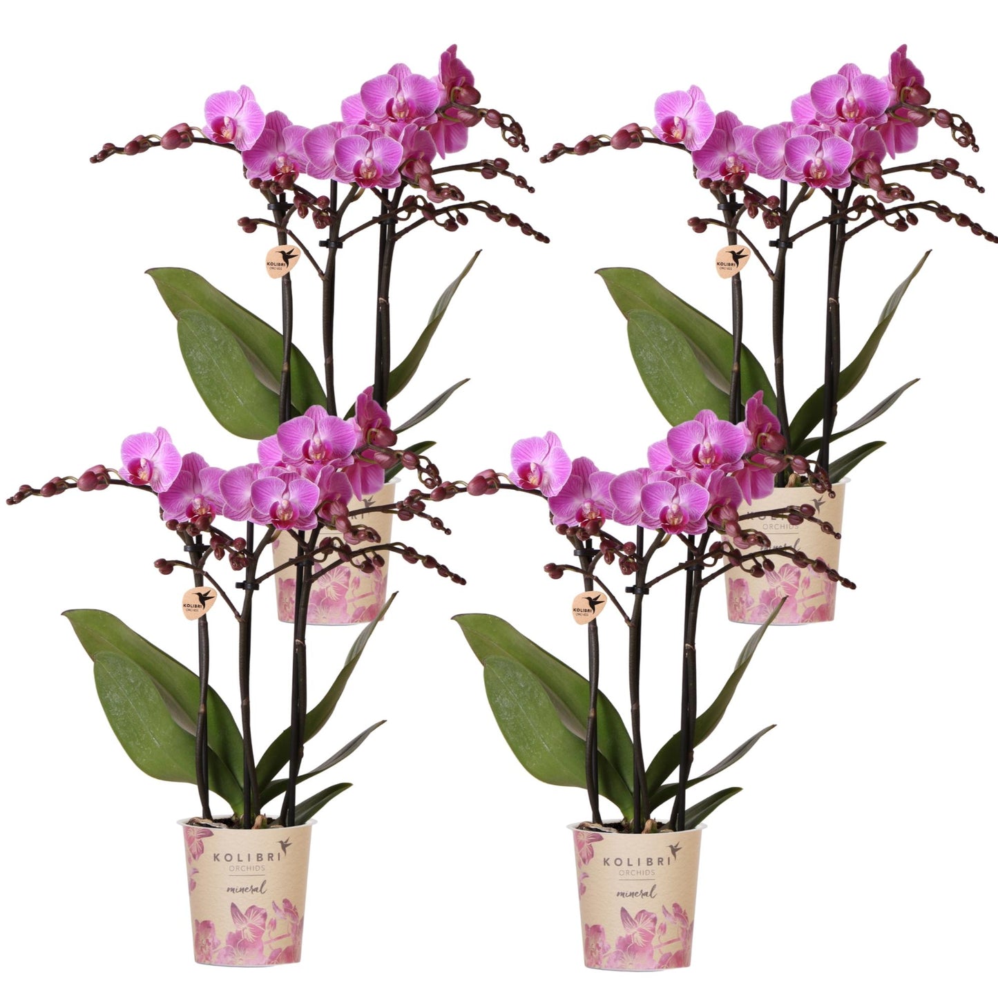 Paarse Phalaenopsis (4 stuks!)