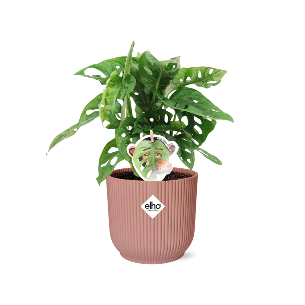 Combo: Monstera ‘Monkey Leaf’ (Vibes Fold roze)