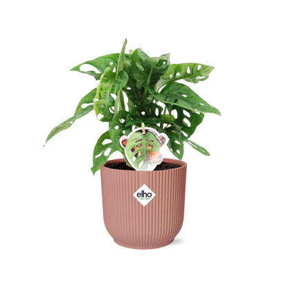 Combo: Monstera ‘Monkey Leaf’ (Vibes Fold roze)