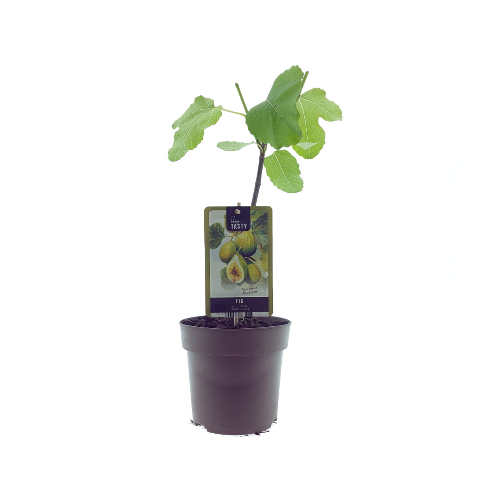 Ficus Panachee - eetbare vijgen Ø15cm - ↕40cm