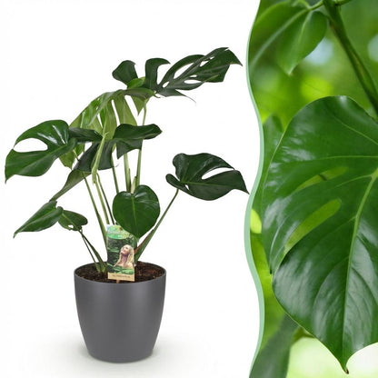 Monstera Deliciosa 70-80cm