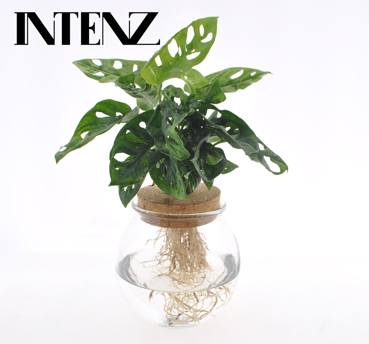 Combo: Monstera Adansonii (Bolglas + Klikkurk)