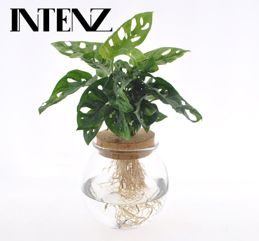 Combo: Monstera Adansonii (Bolglas + Klikkurk)