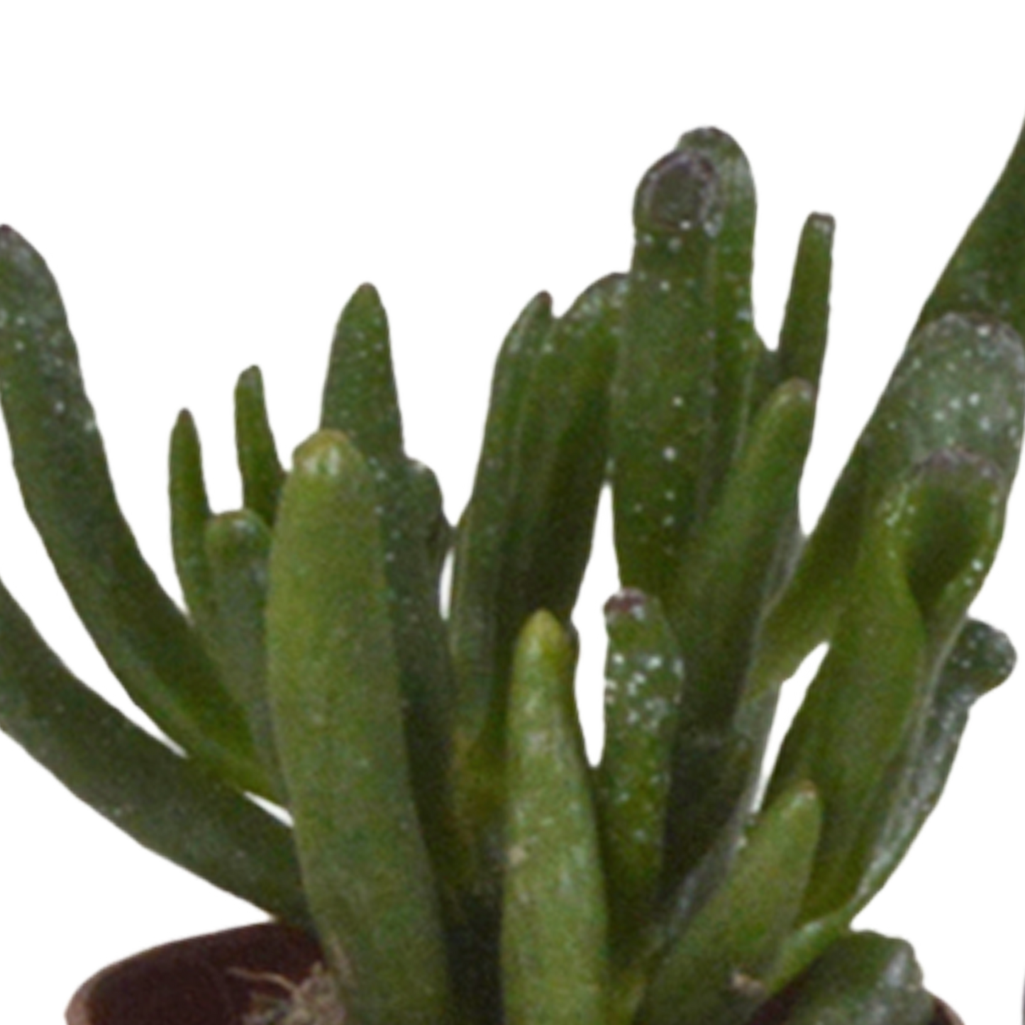 mix: 5 Vetplanten 5.5 cm - 5x - zonder pot