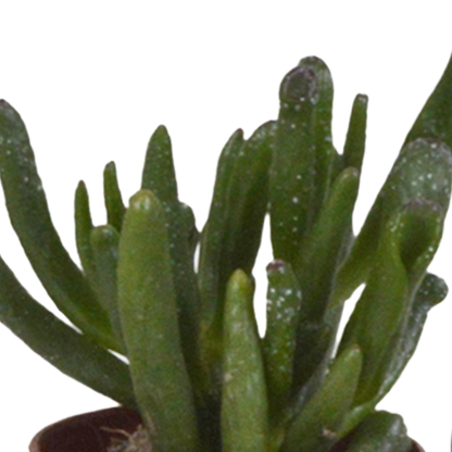 mix: 5 Vetplanten 5.5 cm - 5x - zonder pot