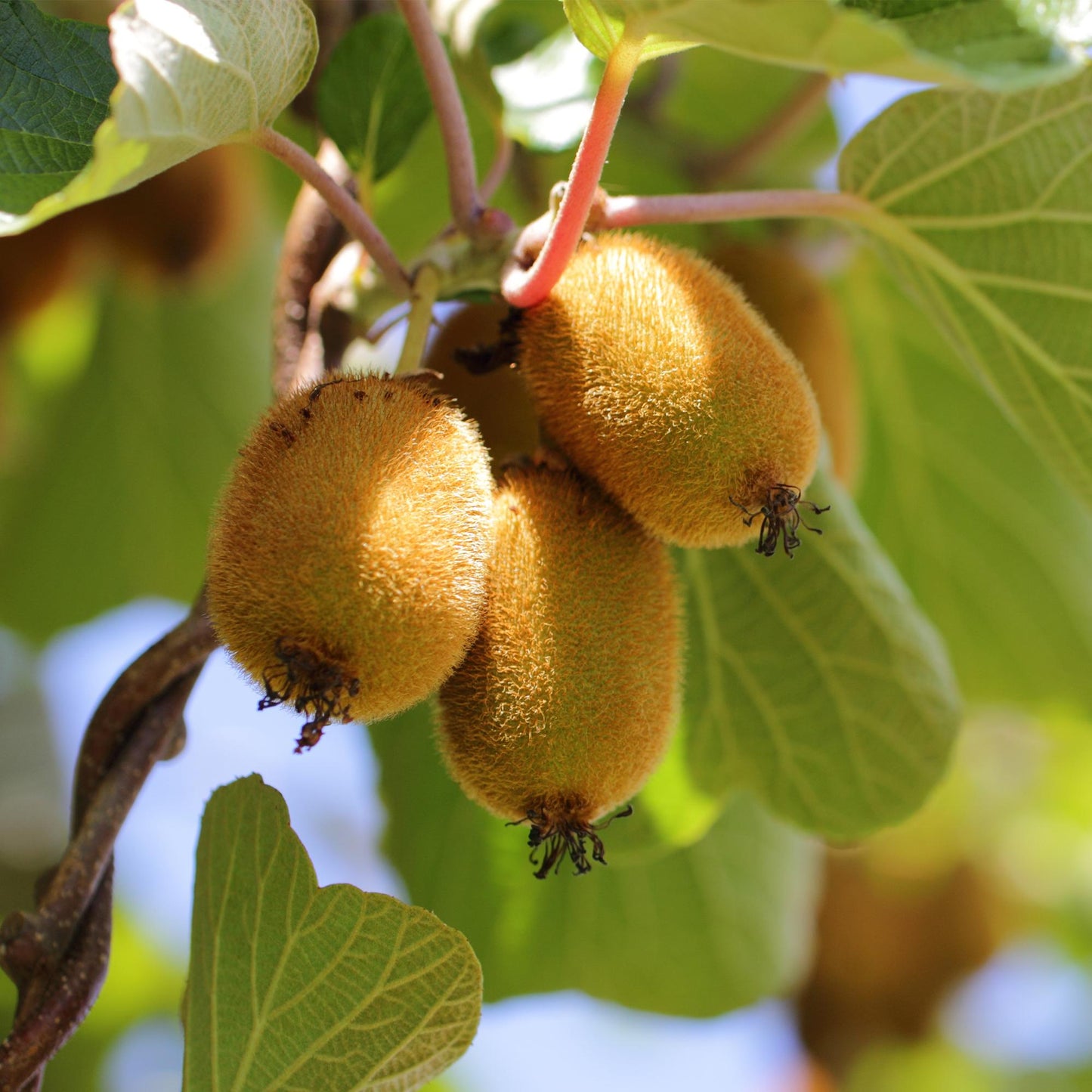 Set: Actinidia Weiki & Golden Kiwi (3 stuks)