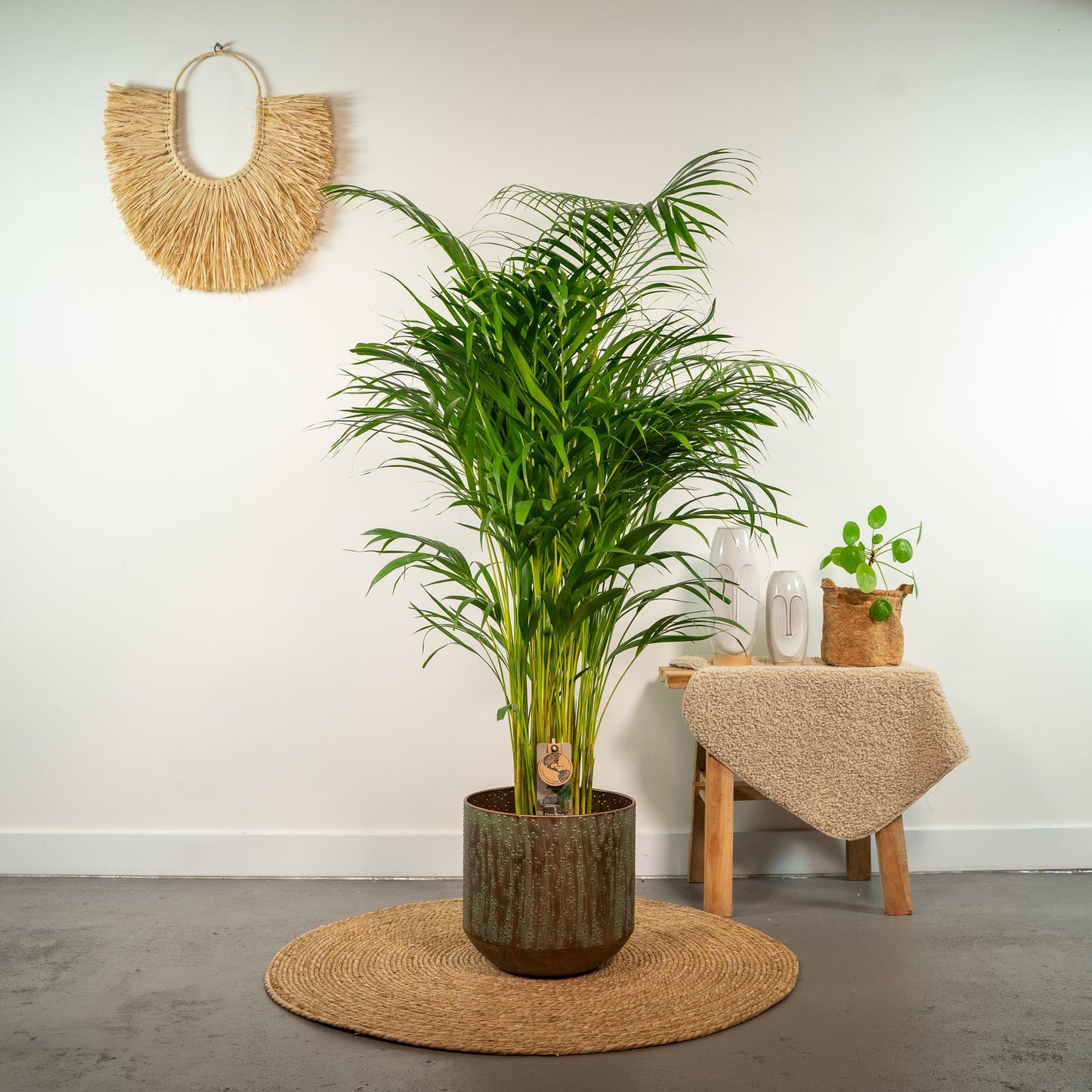 Areca palm