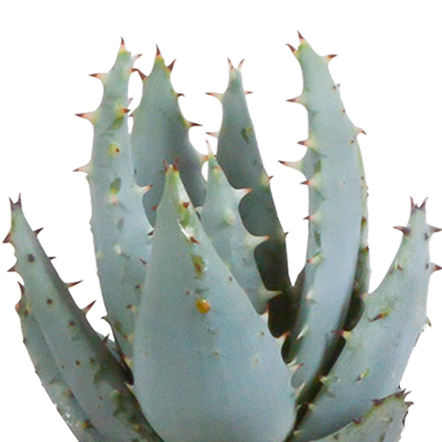Mix: 15 stuks Cacti en vetplanten 5.5 cm - in witte pot