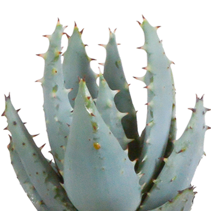 Mix: 15 stuks Cacti en vetplanten 5.5 cm - in witte pot