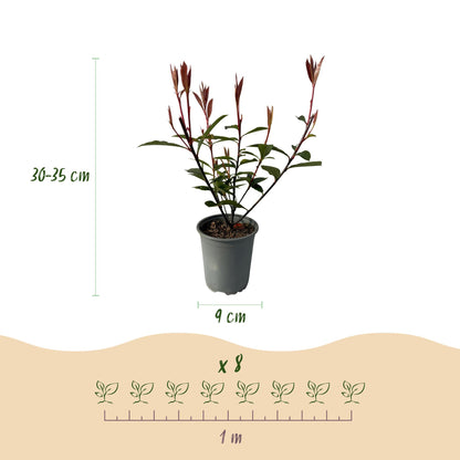 Photnia fraseri Carre Rouge - blad rood groen - 8 planten - 1 strekkende meter - groenblijvend - pot 9cm hoogte 30-35cm