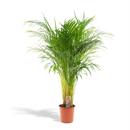 Areca palm