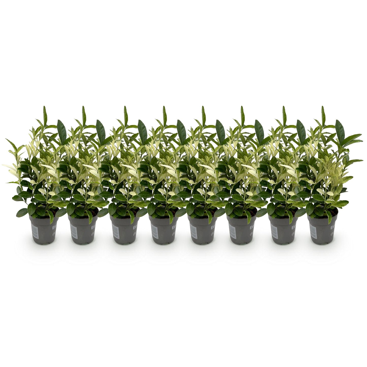 Euonymus japonica Paloma Blanca - Blad Groen en Wit - 8 Planten - 1 Strekkende Meter - Groenblijvend - Pot 9cm Hoogte 30-35cm
