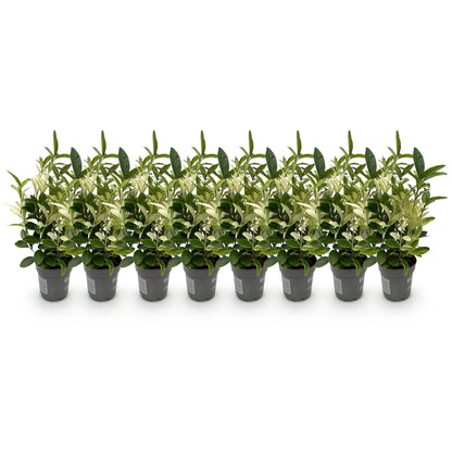 Euonymus japonica Paloma Blanca - Blad Groen en Wit - 8 Planten - 1 Strekkende Meter - Groenblijvend - Pot 9cm Hoogte 30-35cm