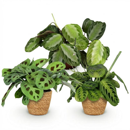 Mix: 3 Huisdiervriendelijke Planten in Deco Mandjes - Hoogte 25cm