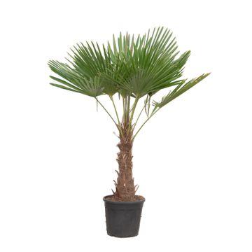 Trachycarpus Fortuneii