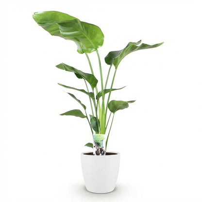 Strelitzia Nicolai 110-120cm
