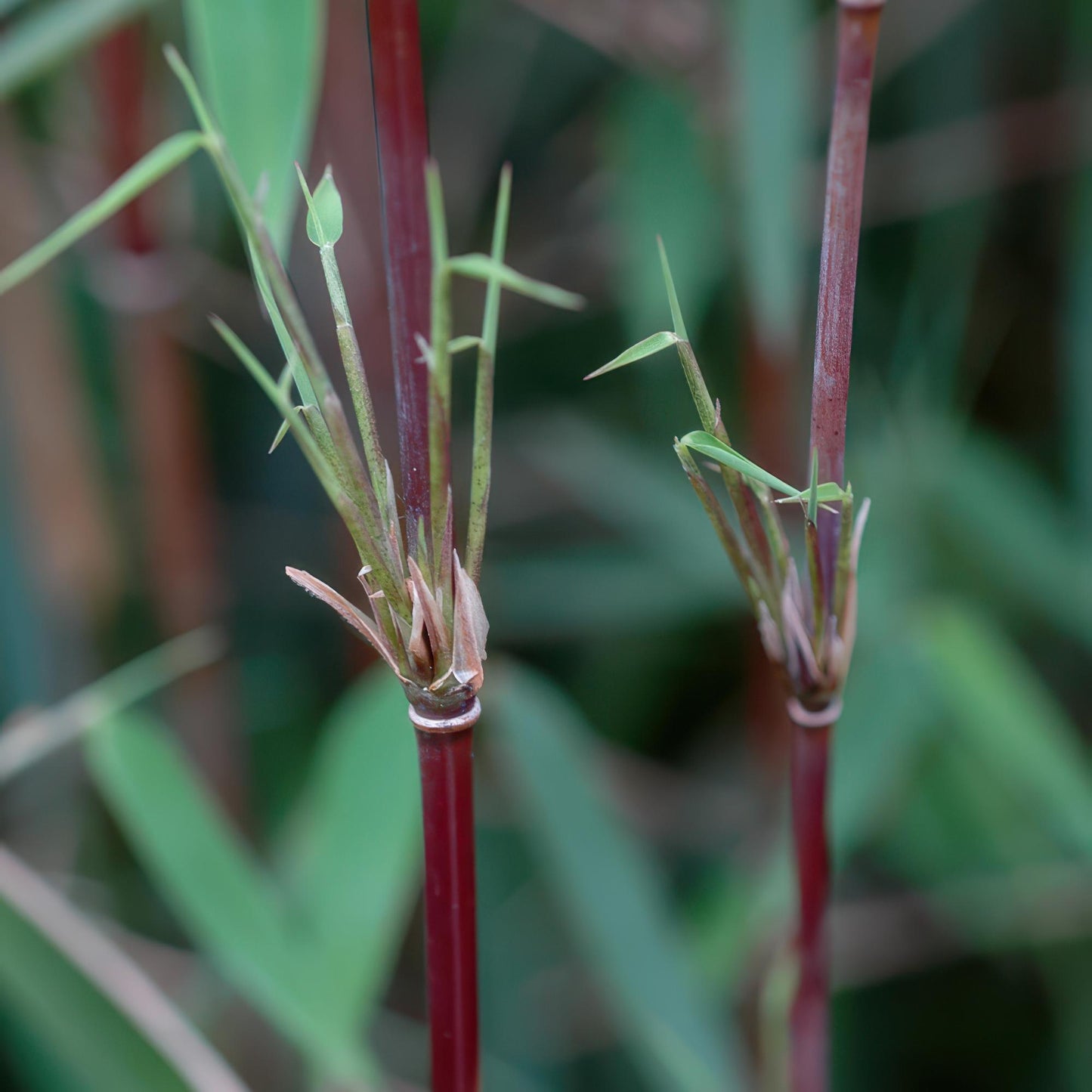 Bamboe: Fargesia Red Dragon (12 Planten)