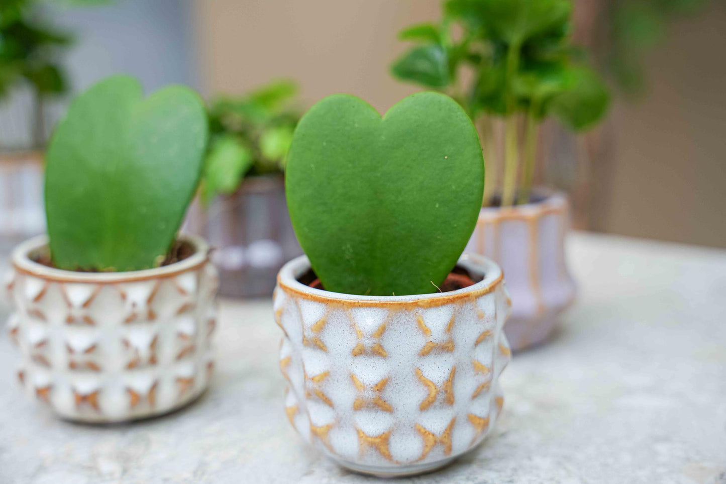 Mix: Plant set (6 pieces)(pot San Juan)
