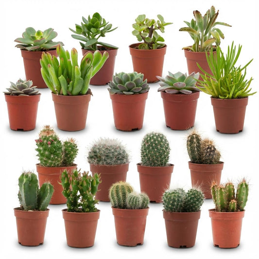 Mix: 18 stuks Mini Cacti & Succulenten 5-10 cm