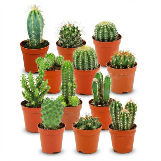 Mix: 12 Mini Cacti Ø 5.5 cm 5-10 cm