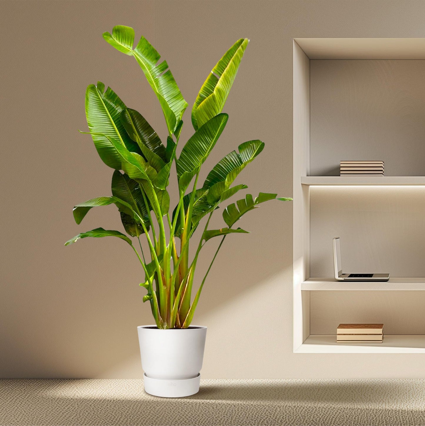 Strelitzia Augusta multi stam XXL - 250 cm - ø30-40
