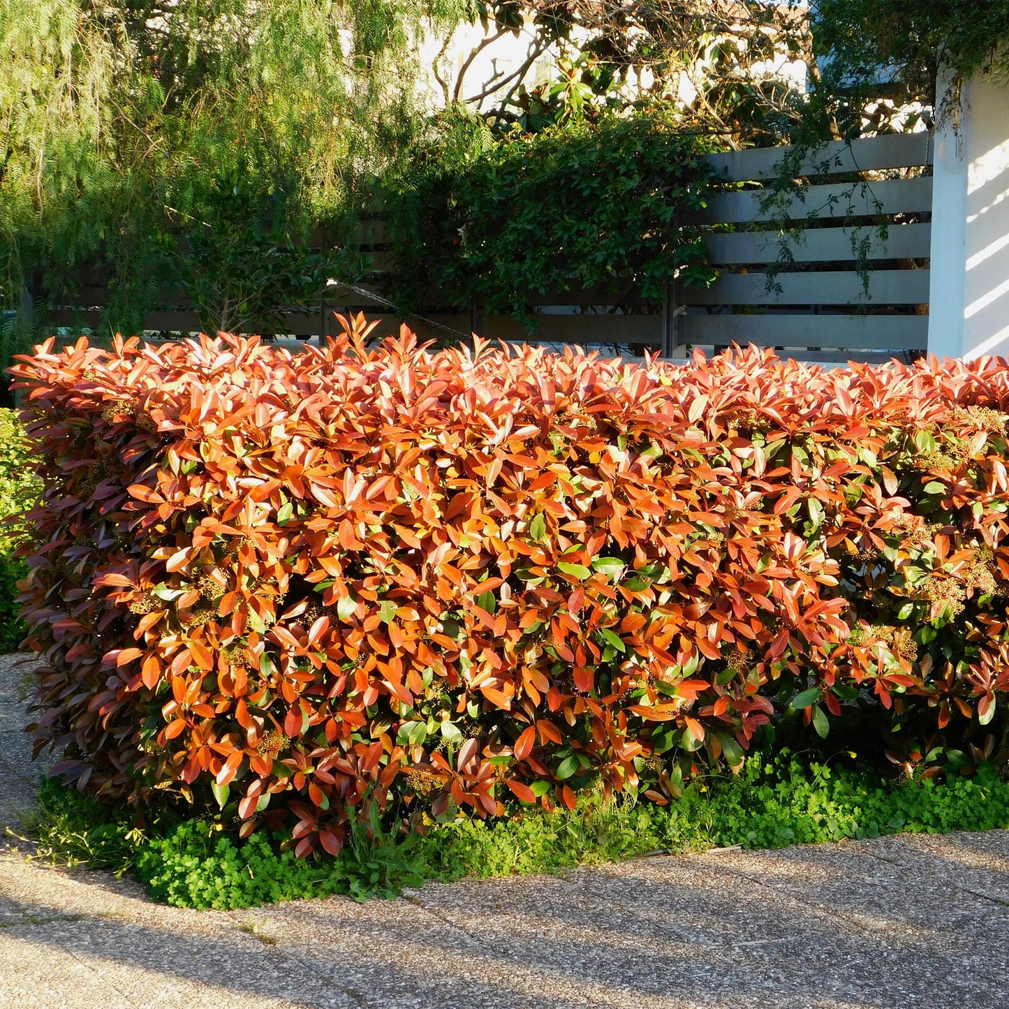 Photnia fraseri Red Robin - blad rood groen  - 8 planten - 1 strekkende meter - groenblijvend - pot 9cm hoogte 30-35cm