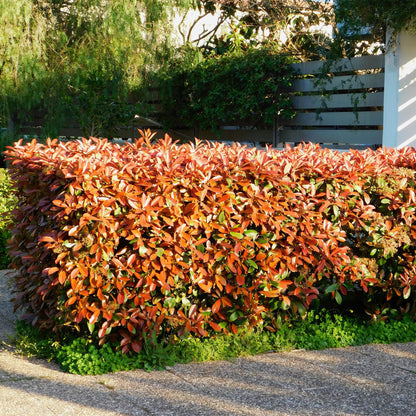 Photnia fraseri Red Robin - blad rood groen  - 8 planten - 1 strekkende meter - groenblijvend - pot 9cm hoogte 30-35cm