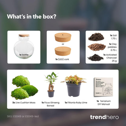 DIY Plant Terrarium (with light) - Teddy Bonsai - Ø 25 cm ↑ 26.5 cm - With LED cork
